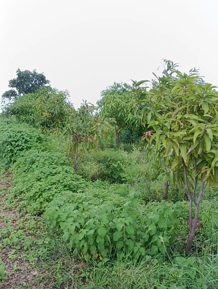 amrut-vatika